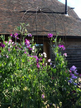 kitchen garden ideas: agriframes support with sweet peas