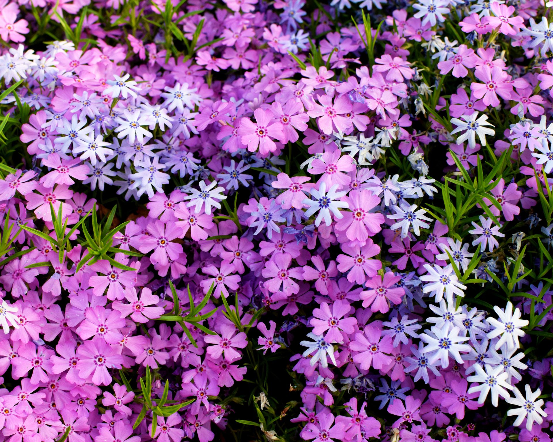 two varieties of creeping phlox growing together as groundcover to suppress weeds in a garden border