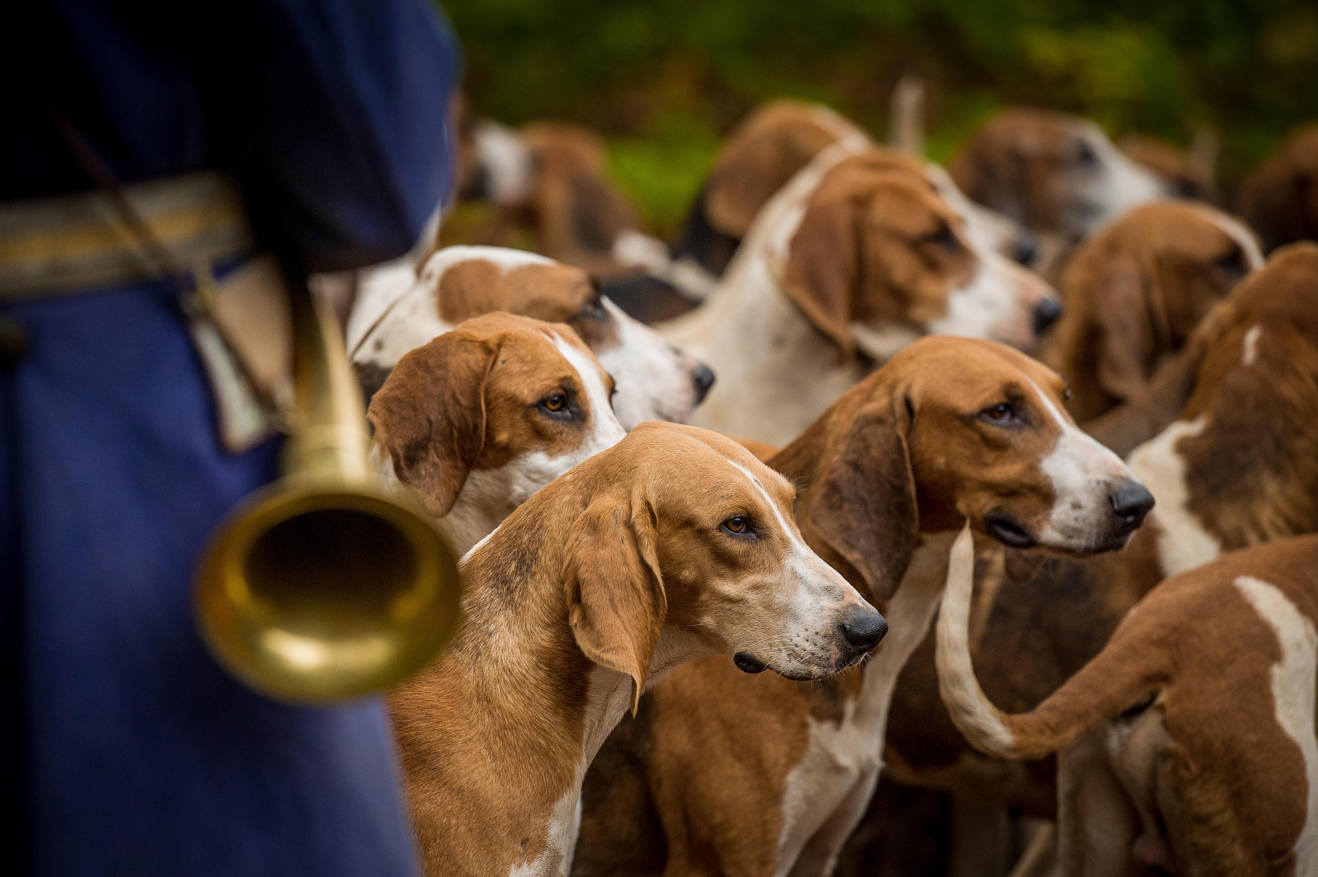 A pack of Fran&ccedil;ais Tricolore hounds gathered closely together during a hunt, their brown, white and black coats visible as a huntsman&rsquo;s horn appears in the foreground in the For&ecirc;t de Retz, north-east of Paris.