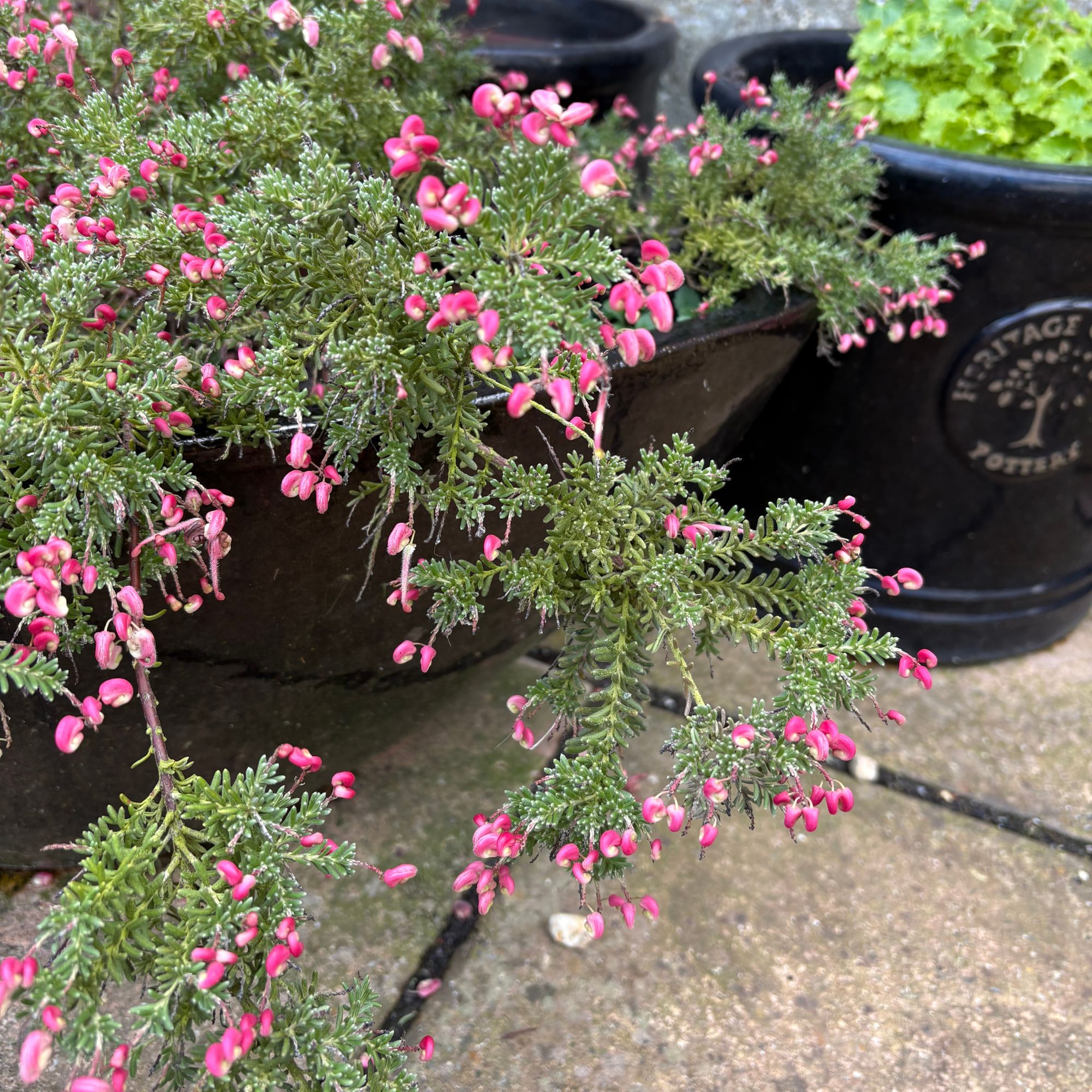 Flowering Grevillea 'Coastal Gem' growing in a pot on a patio in a garden