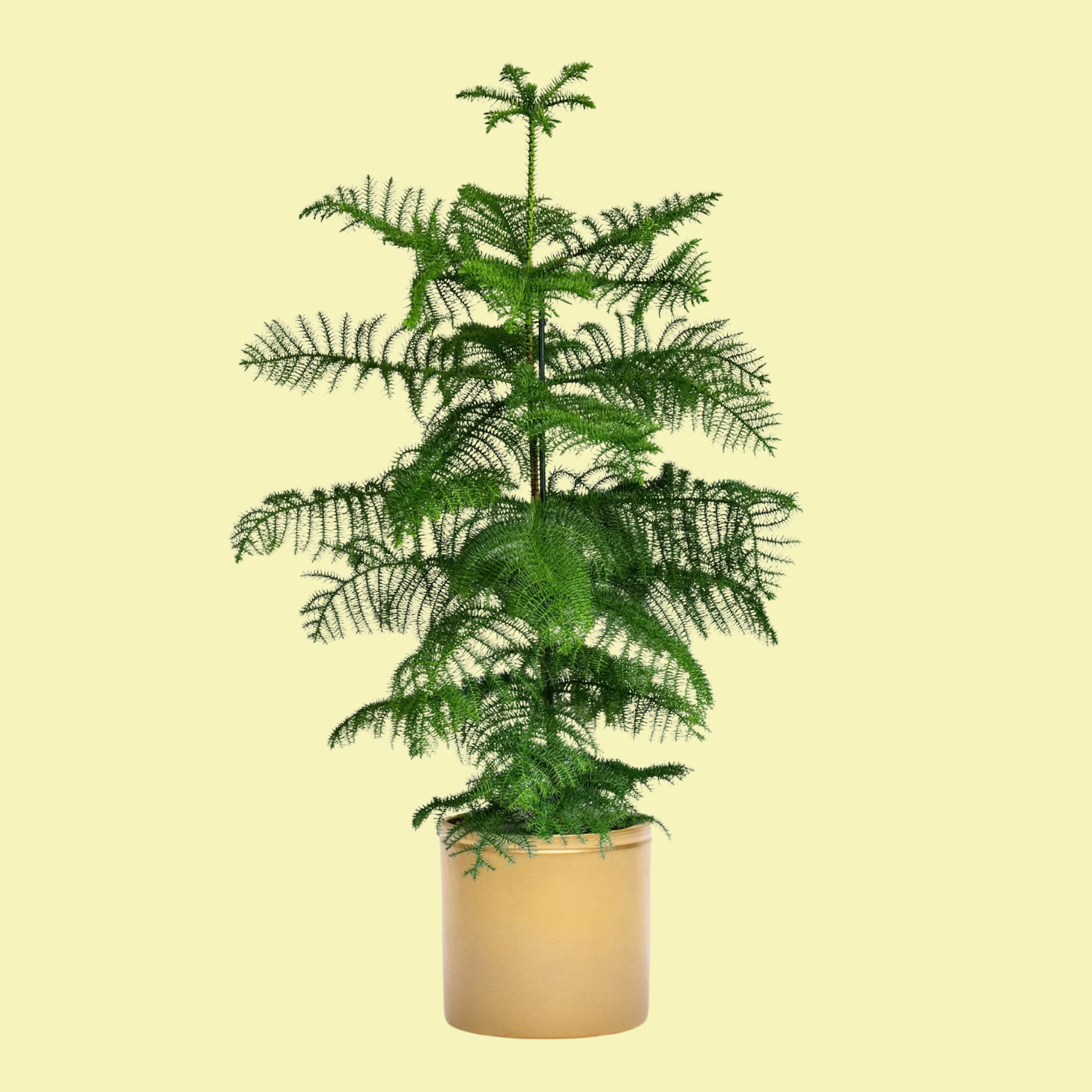 A potted Norfolk pine