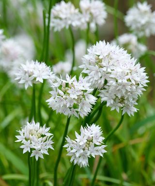 Allium amplectens 'Graceful Beauty'