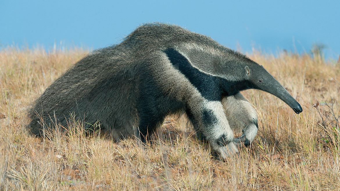 A giant anteater