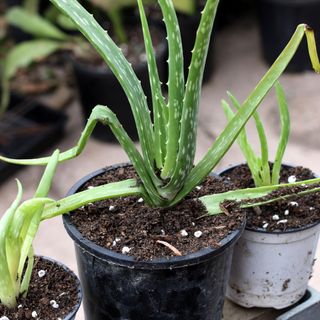 Close up or Aloe vera pups planted in small pots