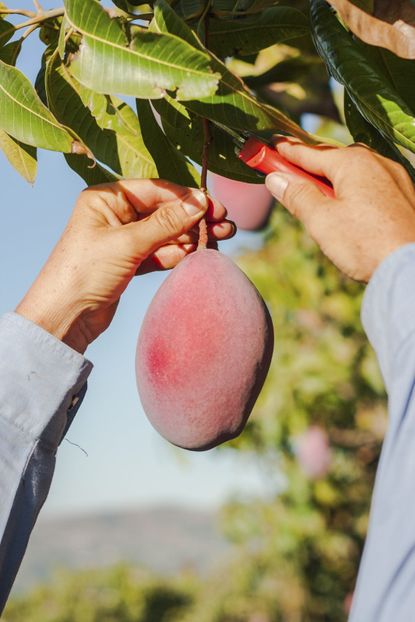 Hands Cutting Down A Mango From A Tree