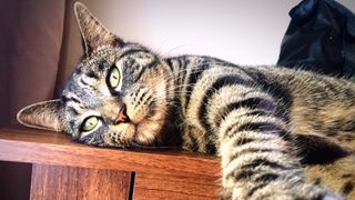 cat tricks dog into crate