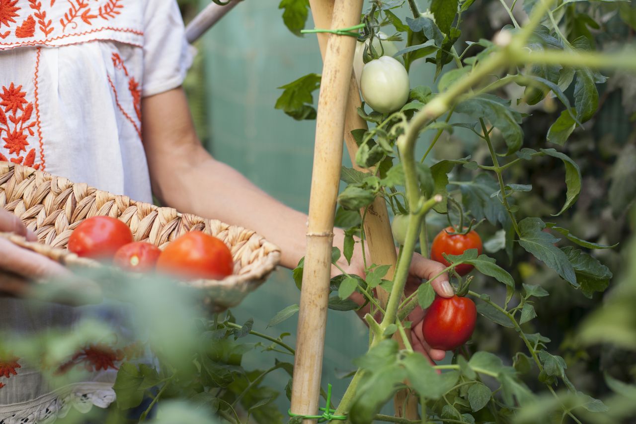 harvesting tomatoes