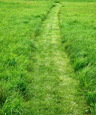 No Mow May path