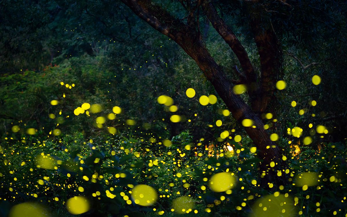 Watch This Frog Light Up After It Swallows a Firefly | Live Science