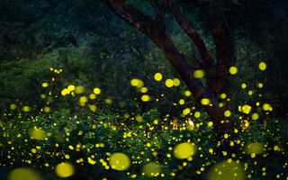 Fireflies glow to attract a mate, but their flashing signals also warn off predators.
