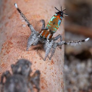 Peacock spider Maratus calcitrans doing his dance in front of a female.