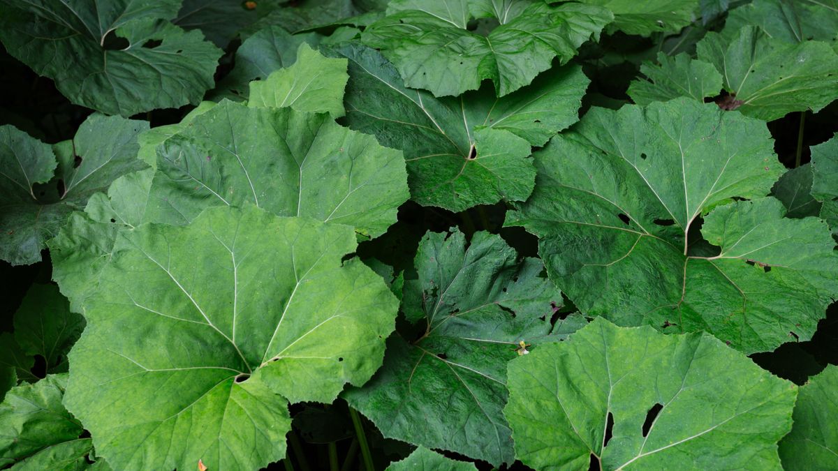 Nikon Nikkor 40mm F/2 sample image of a dock leaf