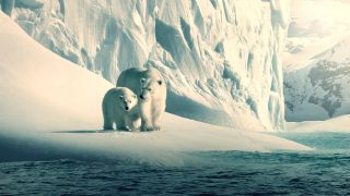 Polar bears in the wild