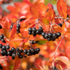 Branches with black berries and red leaves of chokeberry in autumn.