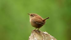 Wren perched on log