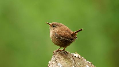 Wren perched on log