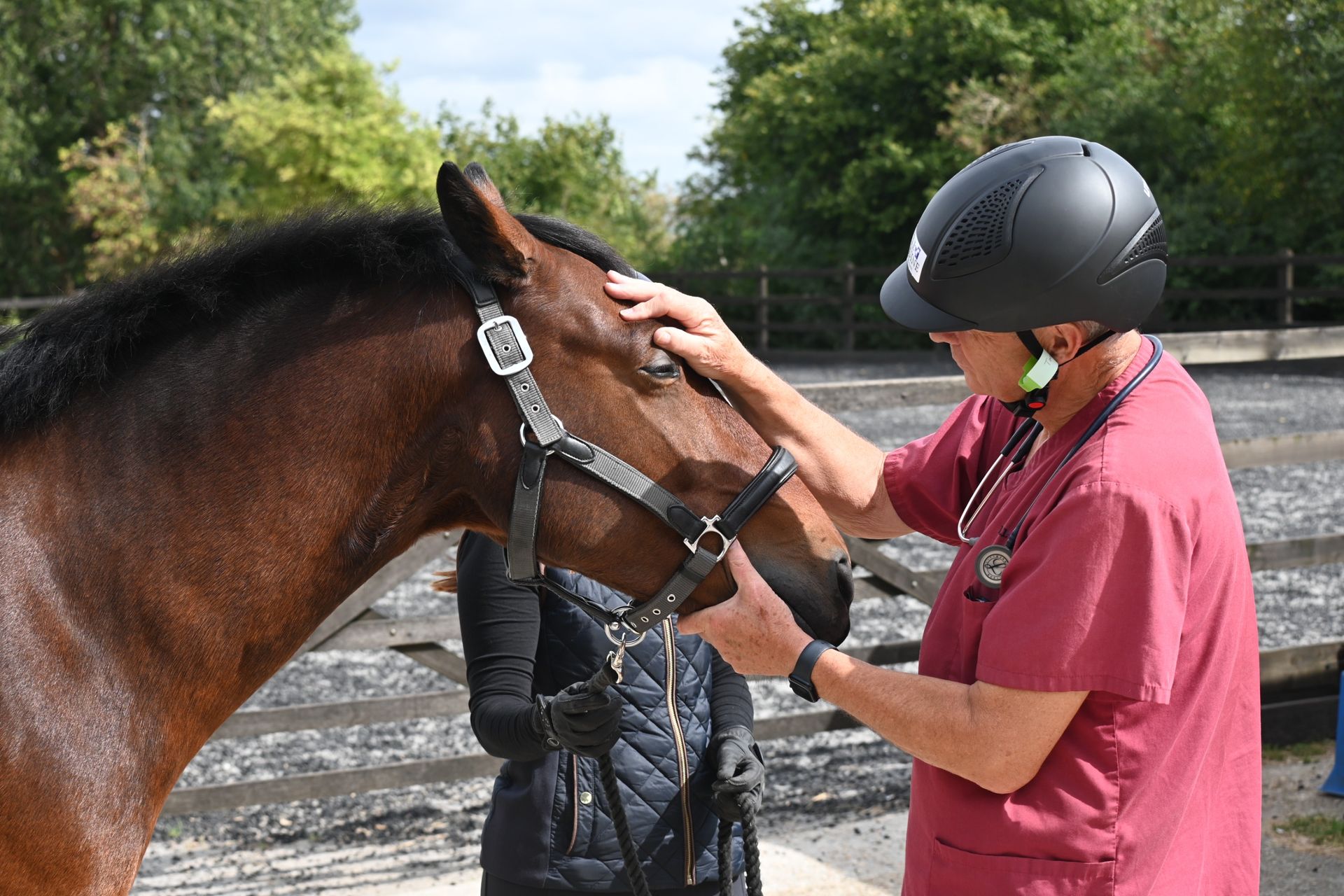 A vet wearing red scrubs a safety helmet examine a bay horse's eye