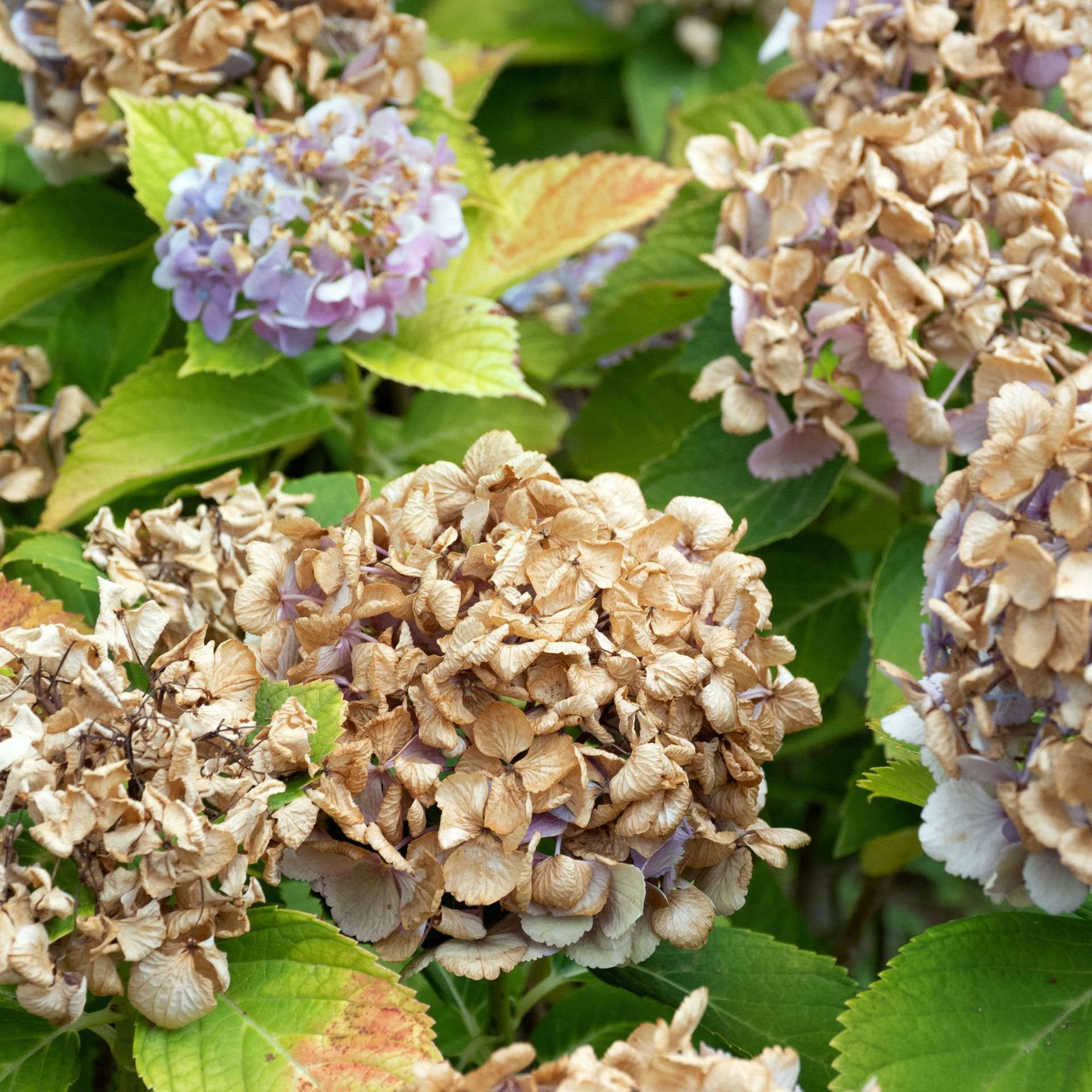 autumn hydrangeas