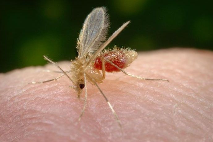 An image of the sand fly