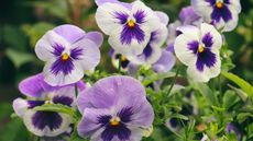 purple and white pansies