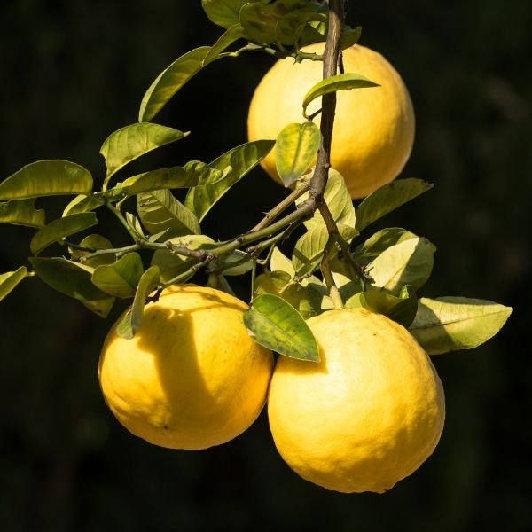 Ponderosa Lemon Tree - #1 Container