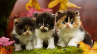 Three Persian calico kittens