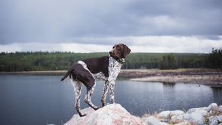 German Shorthaired Pointer stands by a lake