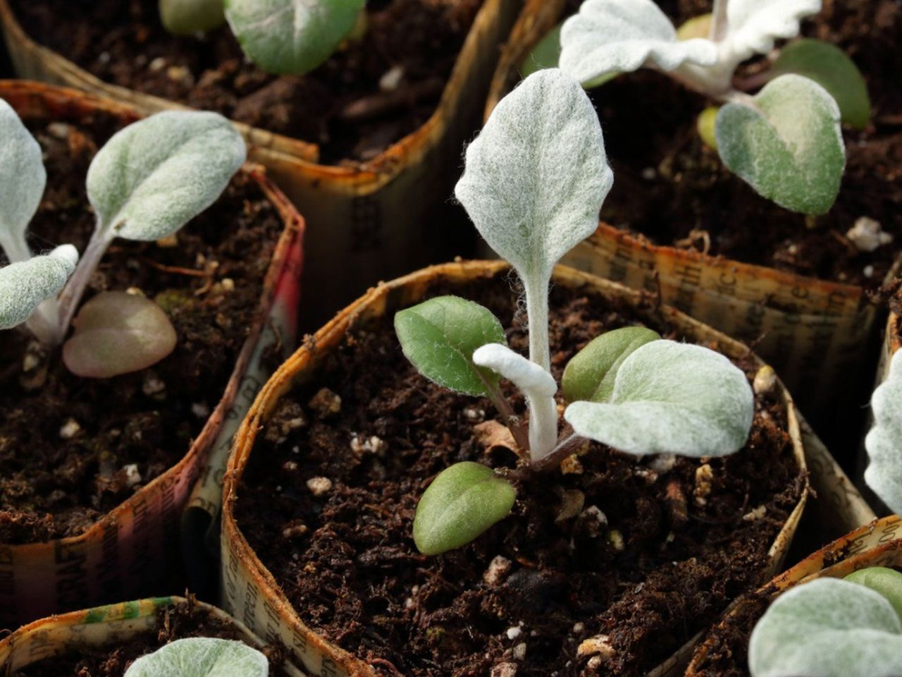 Plants In Small Recycled Newspaper Pots