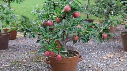 Apple trees in pots