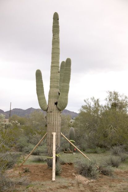 moving cactus