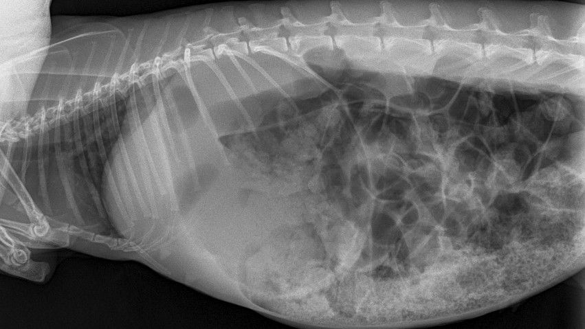 Gastic Impaction Rabbit How to spot five common rabbit diseases | PetsRadar