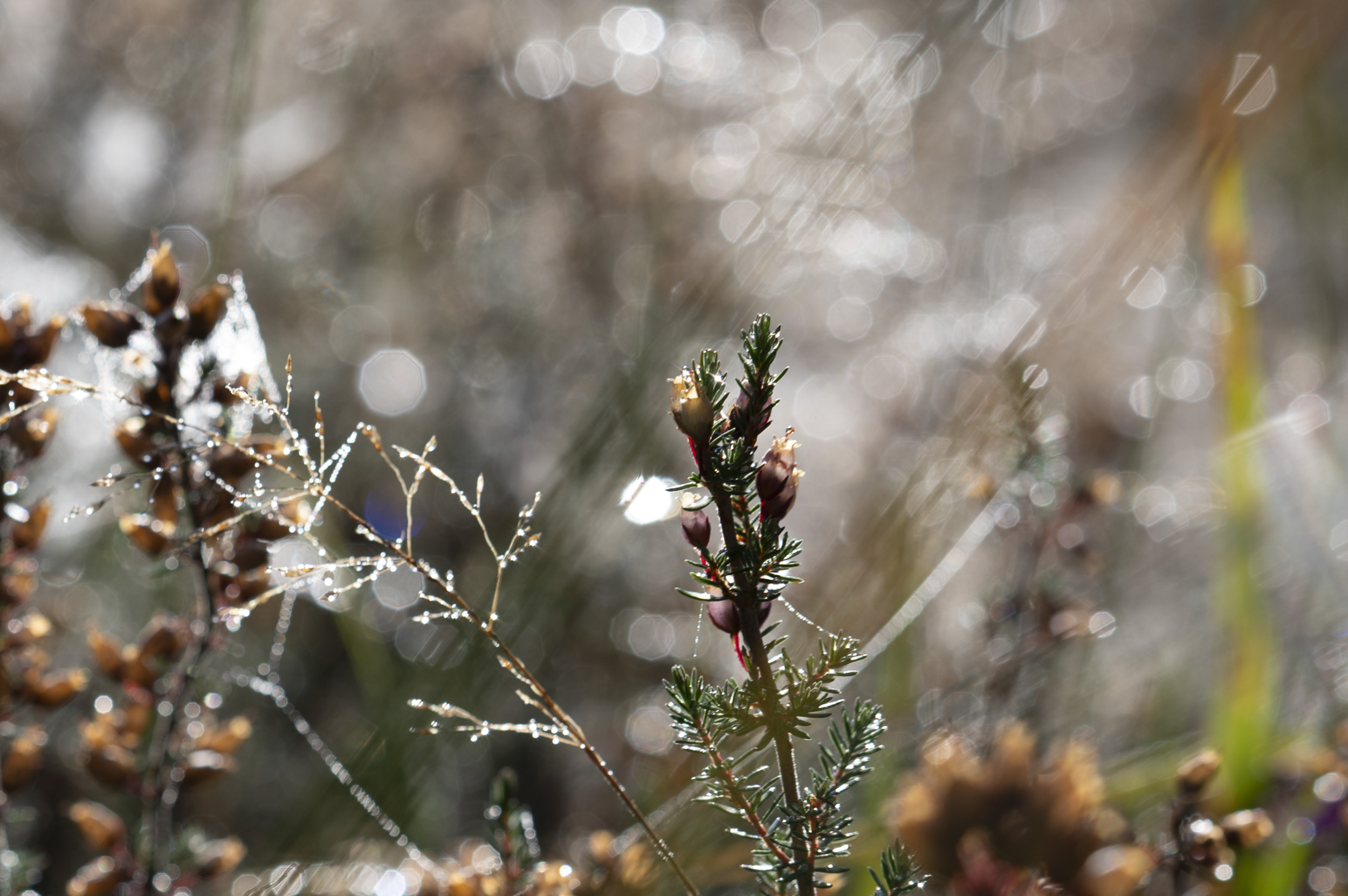 Backlit heather and dew-covered grass, taken with the Nikon Z 50mm f/1.4 at its various apertures