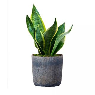 Snake Plant in Stone Planter