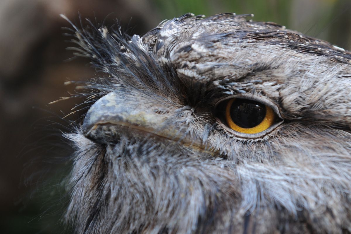This Muppet-faced frogmouth is the 'most Instagrammable bird' on Earth ...