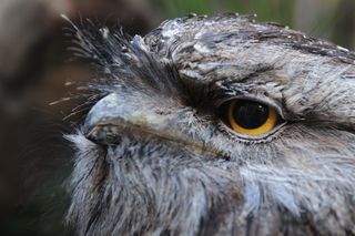 The tawny frogmouth shows off its good side.