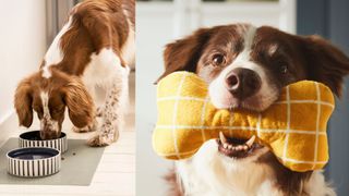 IKEA Pet collection - composite image of a dog eating out of food bowls and another holding a bone-shaped toy in his mouth