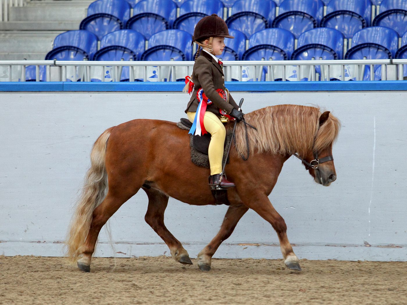 181-Zennur-Saffron_-RIHS-mini-champion-1_284601172_490776762-e1586880323291.jpg