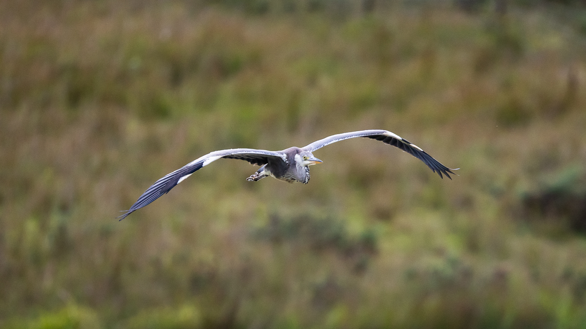 heron mid-flight