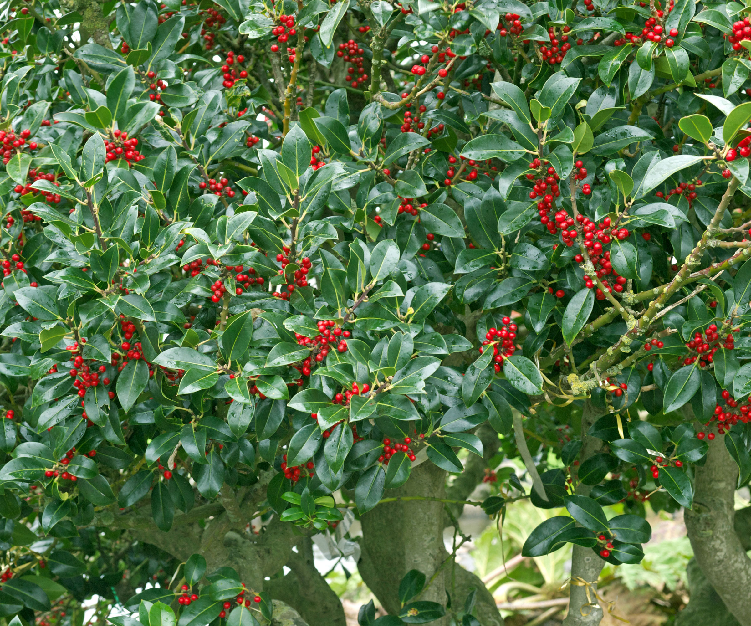 holly tree with red berries and large green leaves