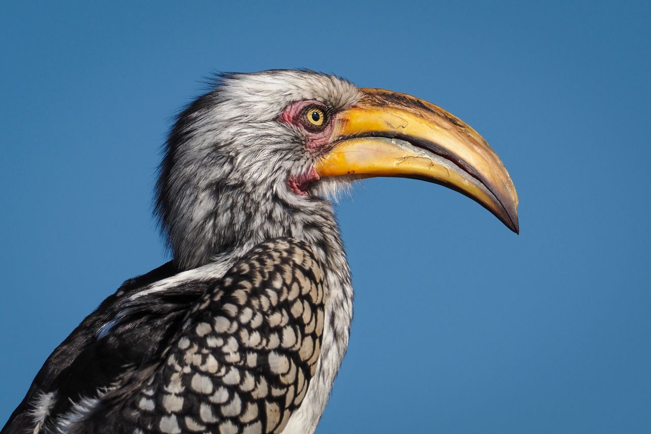Wild hornbill photographed in Africa