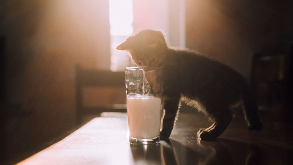 Image showcasing Can cats drink oat milk? What a vet wants you to know | PetsRadar