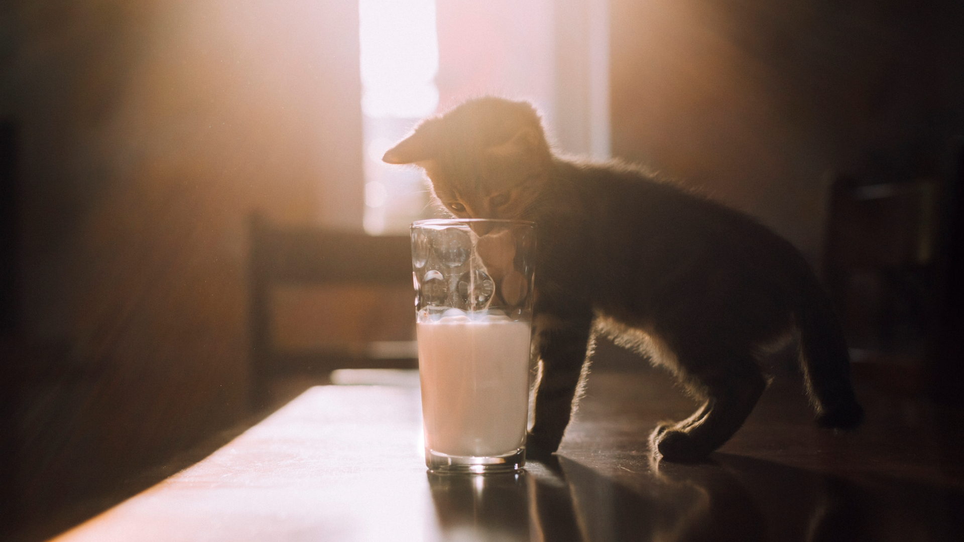A cat standing on a table behind a glass of milk