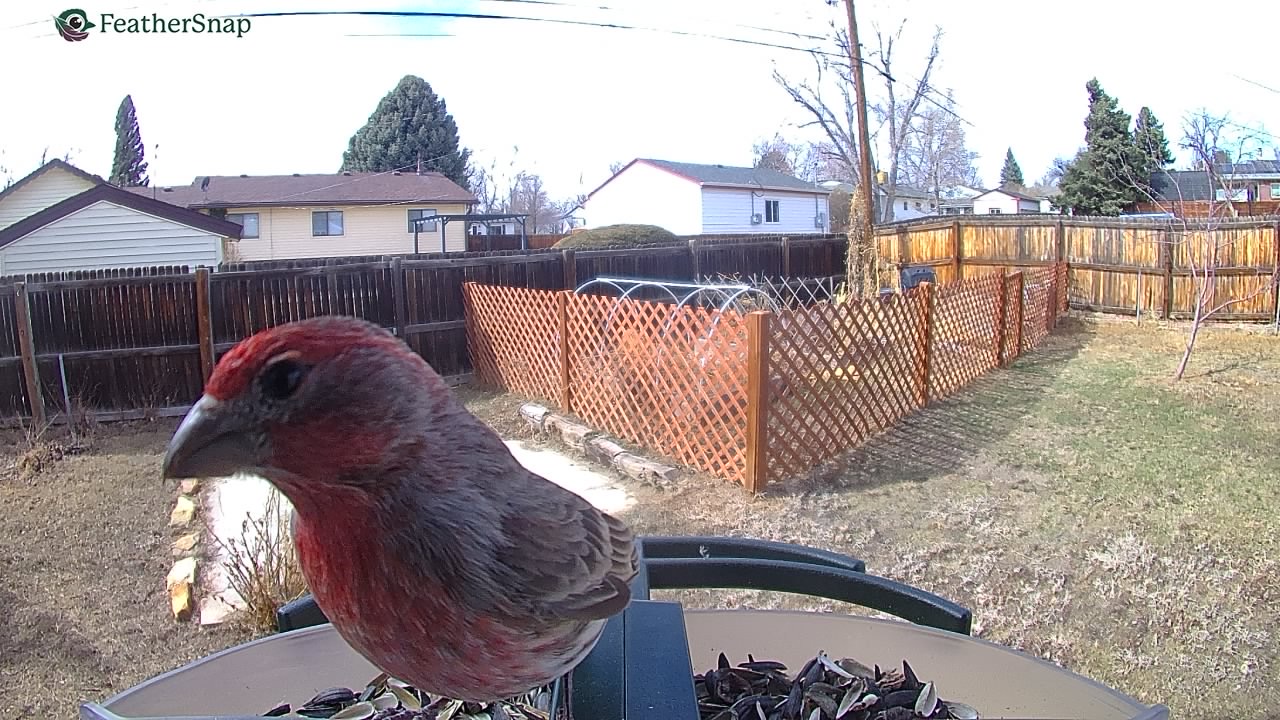 Example shots from the Feathersnap Scout Bird Feeder.