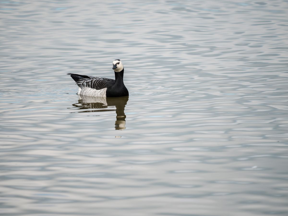Bird at Slimbridge Wetland Centre on a lake