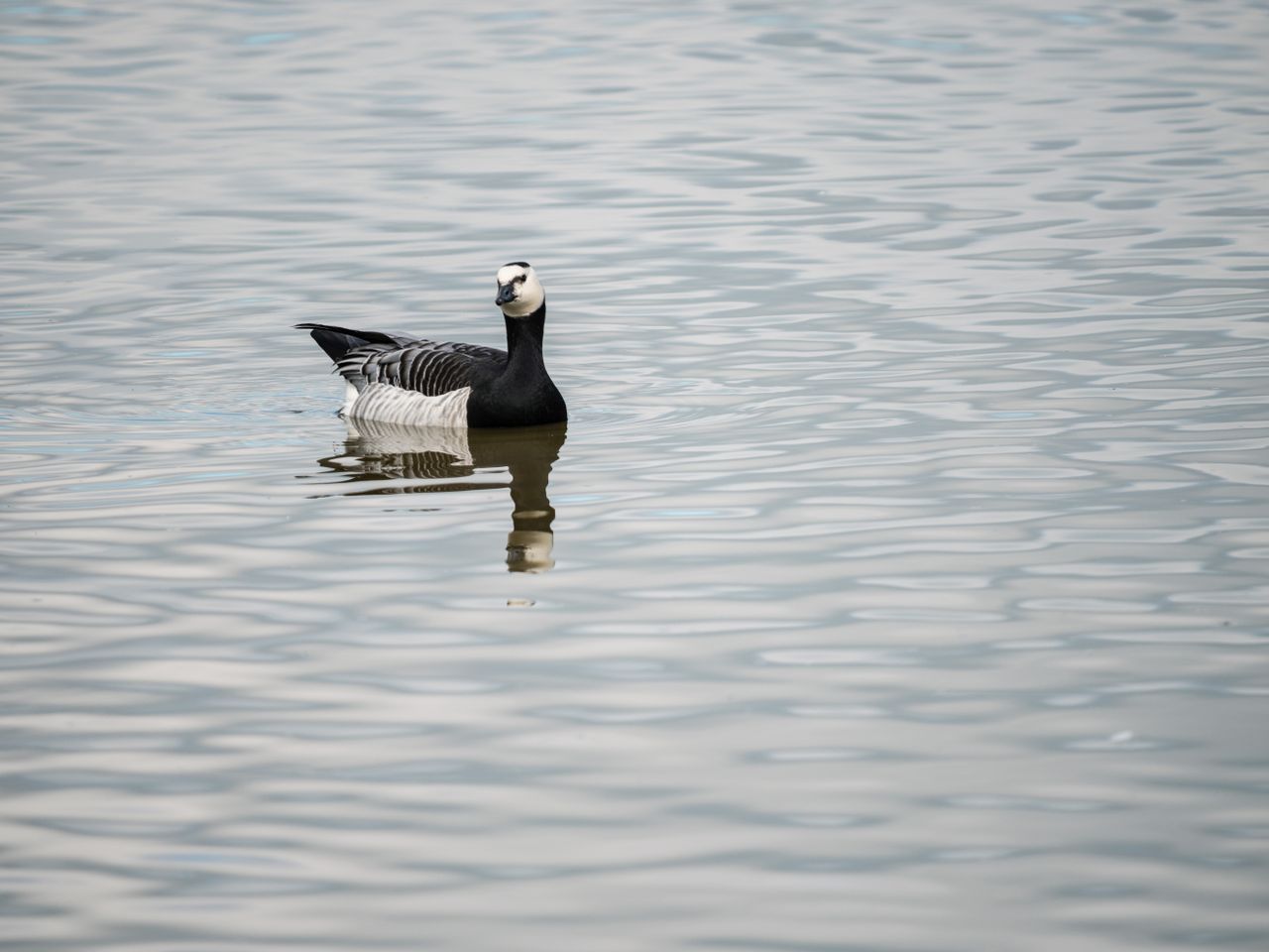 Bird at Slimbridge Wetland Centre on a lake