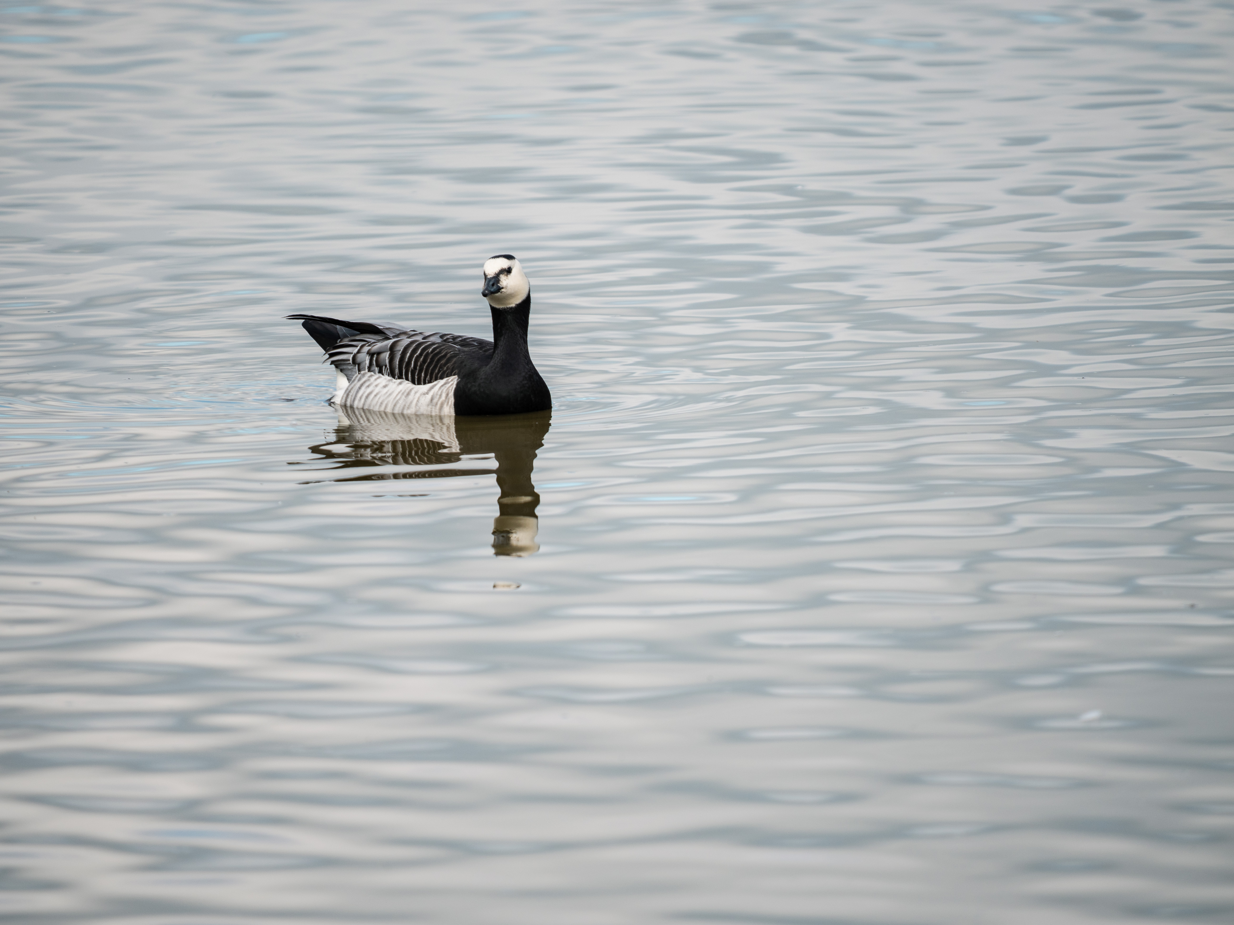 Bird at Slimbridge Wetland Centre on a lake 