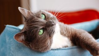How to clean a cat bed - light brown colored cat with white chest lying in blue bed looking at the camera with big green eyes
