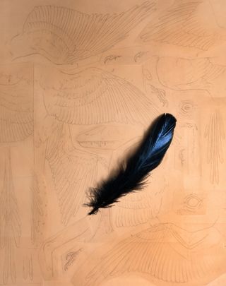 A black iridescent feather laid atop sketches of <i>Microraptor</i>.