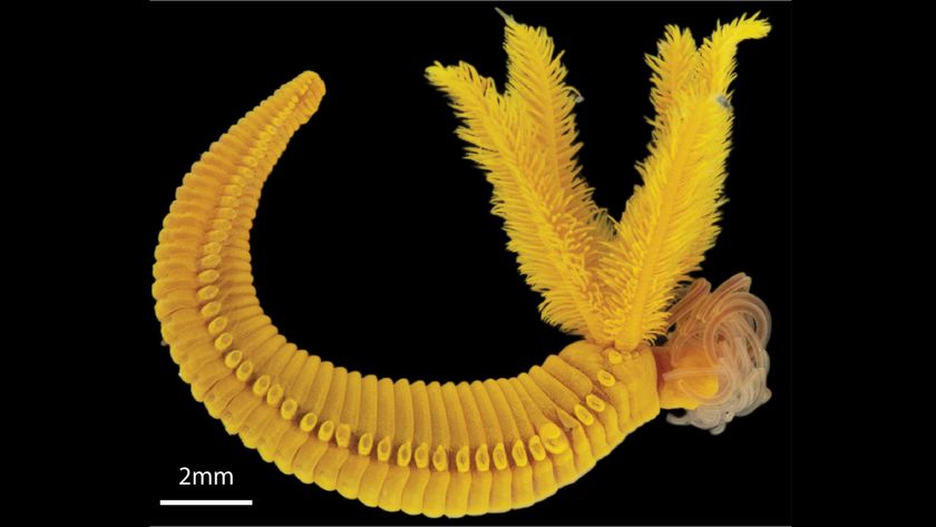Photograph of the yellow tube worm against a black background.