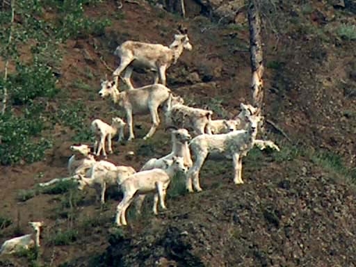 A herd of Dall&#39;s sheep flock on the cliffs along the Charley River in Alaska.